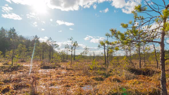 Swamp and sun, 4k time-lapse with crane