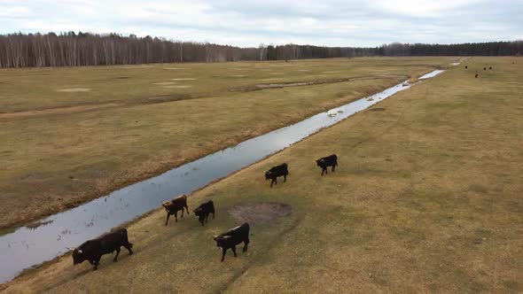 Wild Cows With Young Calfs and Heck Cattle Konik Horses and Foals Grazing 4K Dron Shot