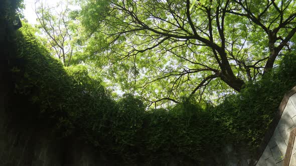 Walkway in Park