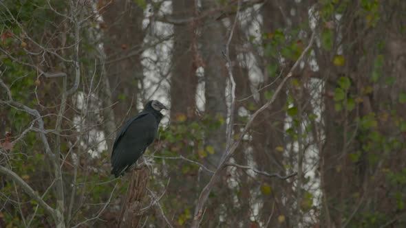 black vultures by a river