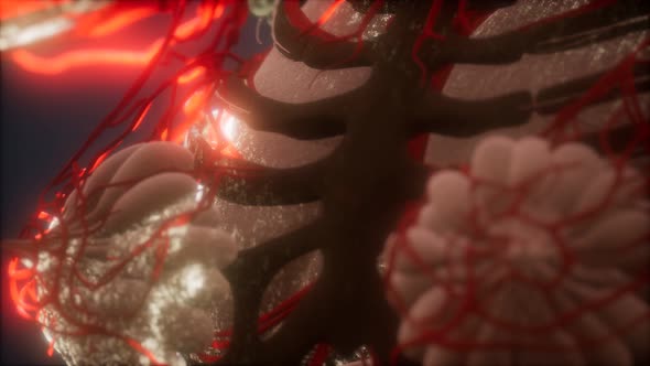 3d Rendered Medically Accurate Animation of Heart and Blood Vessels