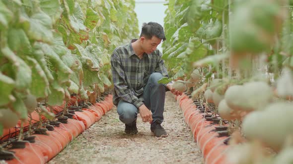 Asian Farmer Hold And Checking Melon In Green House Of Melon Farm