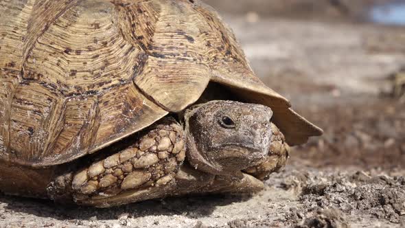 Leopard Tortoise