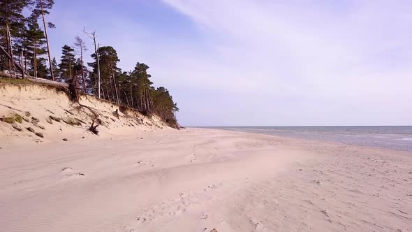 Aerial view of Baltic sea coast on sunny day, steep seashore dunes damaged by waves, broken pine tre