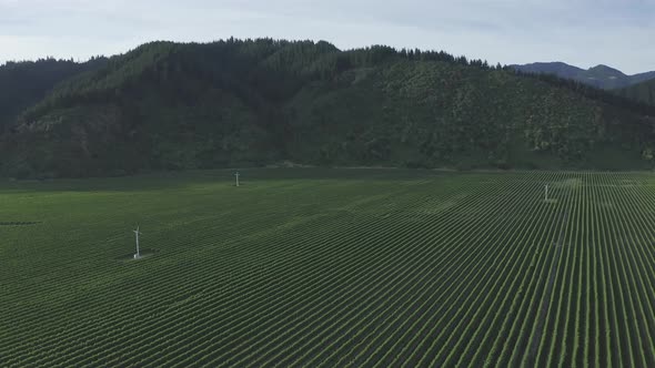 Aerial of a vineyard in Marlborough that has wind turbines