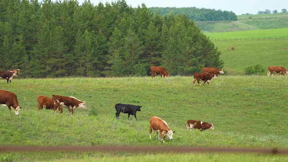 Cow and Bull in the Mountains