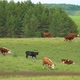 Cow and Bull in the Mountains - VideoHive Item for Sale