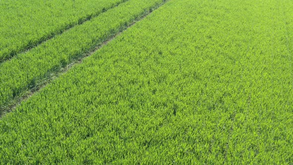 Morning sun over the cultivated wheat field 4K aerial video