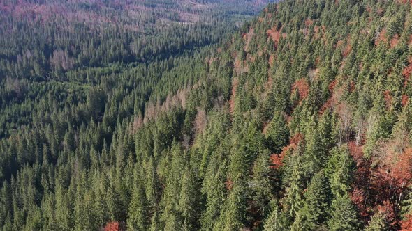 Flying Over the Canopy of Pine Trees, Evergreen Forest. Aerial Drone View