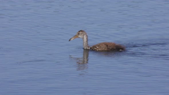 Baby Limpkin Swimming In Florida Lake