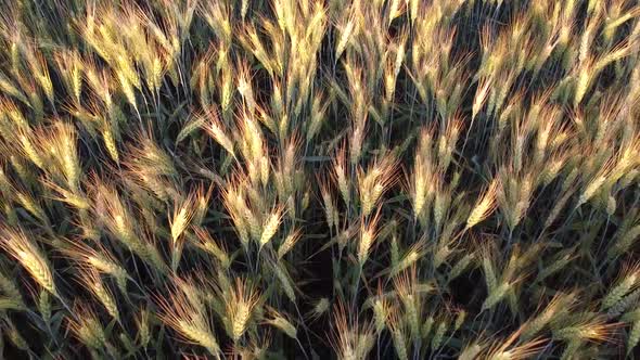 Spikelets of barley sparkle in the evening sun, above the surface of winter barley in the field.