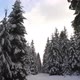Winter Forest Trees With Snow - VideoHive Item for Sale