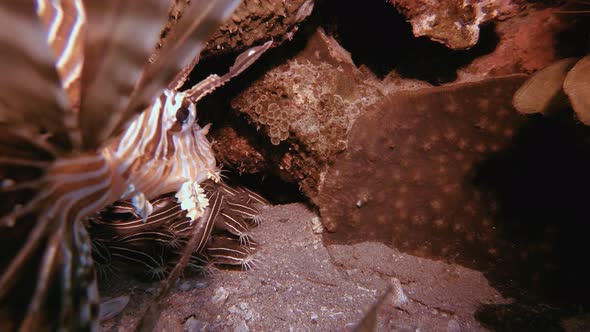 Tropical Catfish and Underwater Lion-fish