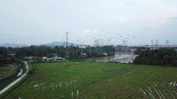 Large flock of Asian openbill (Anastomus oscitans) taking flight