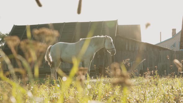 White Horse Grazing On Pasture Near Old House Yard In Sunny Morning