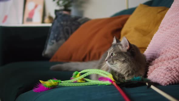 Cat Lying on Sofa in Living Room