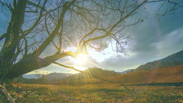 Time Lapse of Death Tree and Dry Yellow Grass at Mountian Landscape with Clouds and Sun Rays