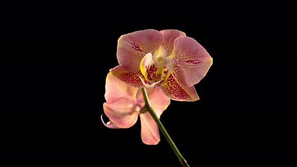 Blooming Peach Orchid Phalaenopsis Flower