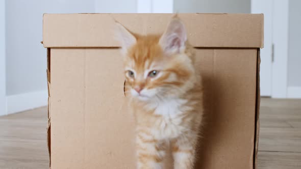 Cute Ginger Kitten in a Cardboard Box