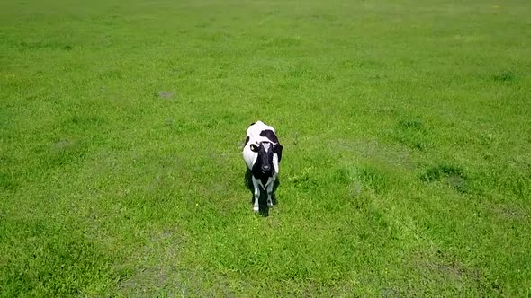 A cow grazes on a green lawn, shooting from the air