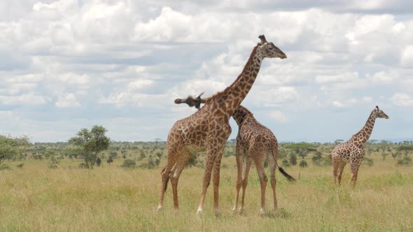 Giraffes mating in the green bush of Serengeti Tanzania - 4K