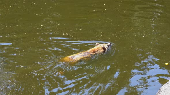 Brown bear swimming slowly through brown muddy water - Calm summer day with water reflections - Hand