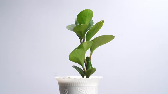 Rubber Plant Revolving Around Itself On The White Screen Background