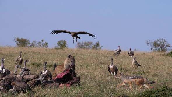 African White Backed Vulture, gyps africanus, Ruppell's Vulture, gyps rueppelli