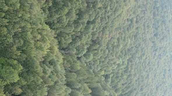 Vertical Video Aerial View of Trees in the Forest