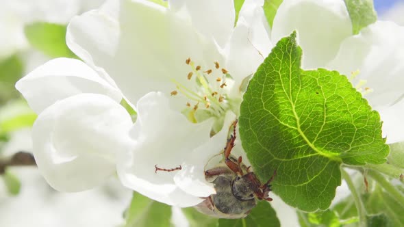 Maybug on Leaf