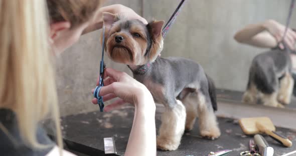 Grooming Salon. Caring for a Little Friend.