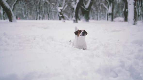 Jack Russell Terrier Dog Playing in Snow