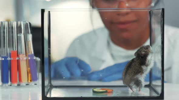 In Modern Laboratory Black Chemistry Doctor in Safety Glasses Looking at Hamster's Physical