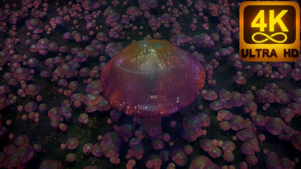 Trippy visuals for magic mushroom trip. A visual experience in the natural order of nature 4K art