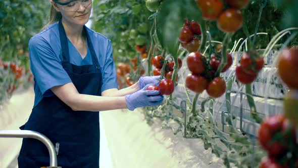 Female Worker Collects Tomatoes From Branches at a Greenhouse. Agriculture, Fresh Healthy Organic