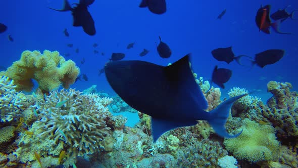 Tropical Colourful Underwater Seascape