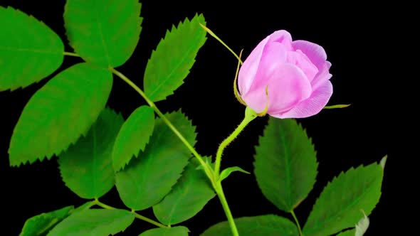 Timelapse of Dogrose Flower Blooming