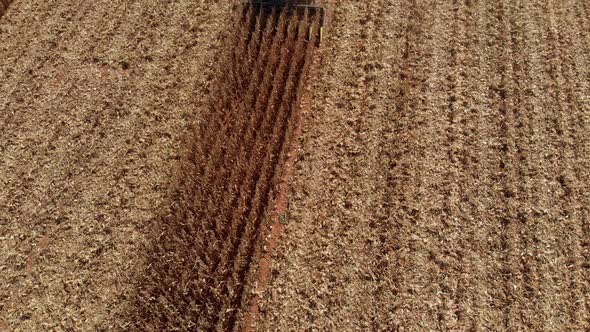 Combine harvester in dry cornfield