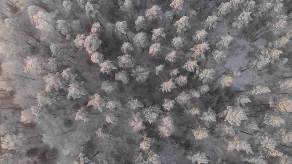 Drone powering up over trees in snowy Sweden