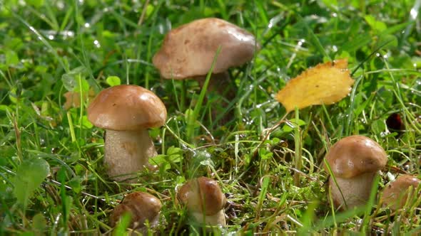 Summer Rain Is Dropping on the Small Beautiful Mushrooms Growing in the Grass