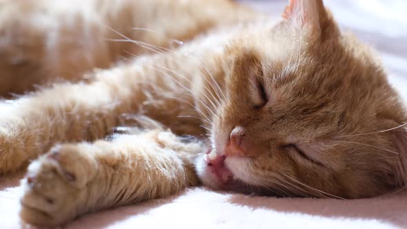 Close Up of a Young Red Cat Sleeping on a Mat