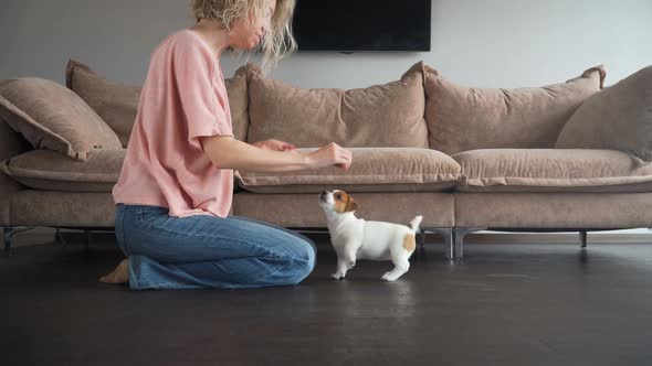 Owner Trains a Small Puppy at Home