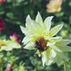 Butterflies and Bees on Meadow Flowers Swaying Beautifully in the Wind - VideoHive Item for Sale