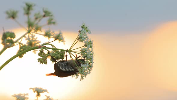 Melolonthinae Beetle Melolonthini On Anthriscus Sylvestris at Summer Sunset