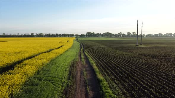 Aerial Drone View Flight Over Road Between a Yellow Flowering Rapeseed Field