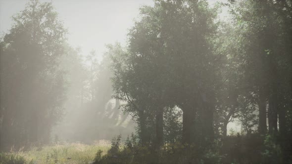 Sunbeams Entering Coniferous Stand on a Misty Summer Morning