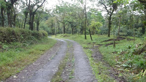 Tropical Dirt Road Way