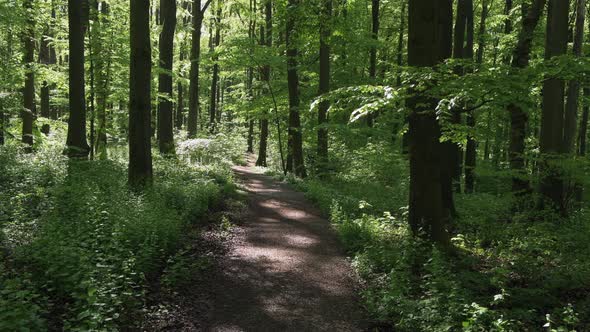 Footpath in forest, Hainich National Park, Thuringia, Germany