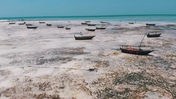 Lot of Fishing Boats Stuck in Sand Off Coast at Low Tide Zanzibar Aerial View