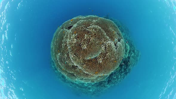 Coral Reef and Tropical Fish. Bohol, Philippines.